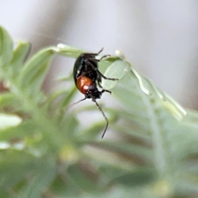 Adoxia sp. (genus) (Leaf beetle) at Parkes, ACT - 2 Jan 2024 by Hejor1