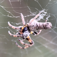 Acroaspis olorina (A twig spider) at Commonwealth & Kings Parks - 2 Jan 2024 by Hejor1