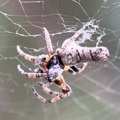 Acroaspis olorina (A twig spider) at Parkes, ACT - 2 Jan 2024 by Hejor1