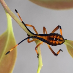 Amorbus (genus) (Eucalyptus Tip bug) at Mount Ainslie to Black Mountain - 2 Jan 2024 by Hejor1