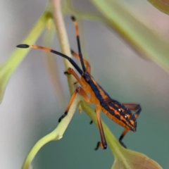 Amorbus sp. (genus) at Mount Ainslie to Black Mountain - 2 Jan 2024