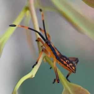 Amorbus sp. (genus) at Mount Ainslie to Black Mountain - 2 Jan 2024