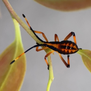 Amorbus sp. (genus) at Mount Ainslie to Black Mountain - 2 Jan 2024