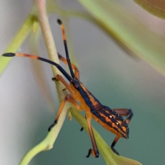 Amorbus sp. (genus) at Mount Ainslie to Black Mountain - 2 Jan 2024