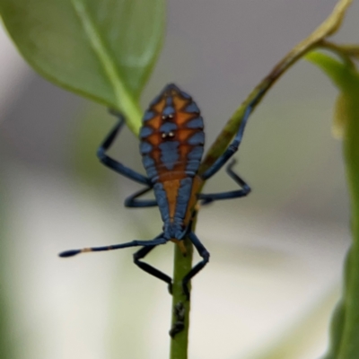 Amorbus sp. (genus) (Eucalyptus Tip bug) at Parkes, ACT - 2 Jan 2024 by Hejor1