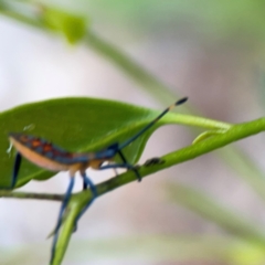 Amorbus sp. (genus) at Mount Ainslie to Black Mountain - 2 Jan 2024