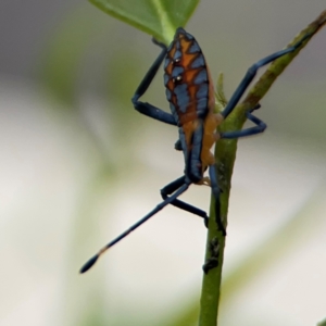 Amorbus sp. (genus) at Mount Ainslie to Black Mountain - 2 Jan 2024