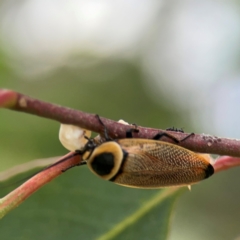 Ellipsidion australe (Austral Ellipsidion cockroach) at Parkes, ACT - 2 Jan 2024 by Hejor1