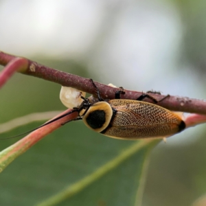 Ellipsidion australe at Mount Ainslie to Black Mountain - 2 Jan 2024 07:09 PM