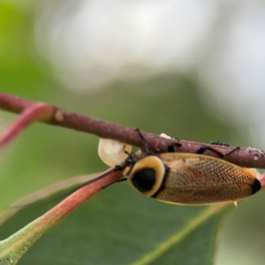 Ellipsidion australe at Mount Ainslie to Black Mountain - 2 Jan 2024 07:09 PM