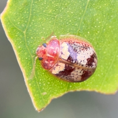 Paropsisterna laesa (Laesa leaf beetle) at Parkes, ACT - 2 Jan 2024 by Hejor1