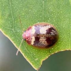 Paropsisterna laesa species complex at Mount Ainslie to Black Mountain - 2 Jan 2024 07:11 PM