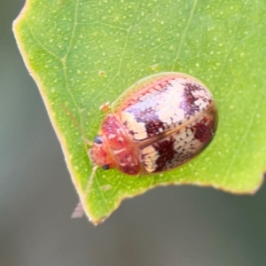 Paropsisterna laesa species complex at Mount Ainslie to Black Mountain - 2 Jan 2024