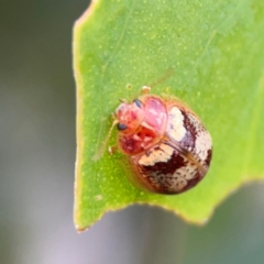 Paropsisterna laesa species complex at Mount Ainslie to Black Mountain - 2 Jan 2024