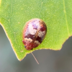 Paropsisterna laesa species complex at Mount Ainslie to Black Mountain - 2 Jan 2024 07:11 PM