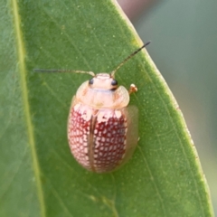 Paropsisterna decolorata (A Eucalyptus leaf beetle) at Mount Ainslie to Black Mountain - 2 Jan 2024 by Hejor1