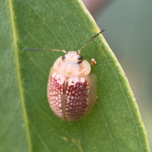 Paropsisterna decolorata at Mount Ainslie to Black Mountain - 2 Jan 2024