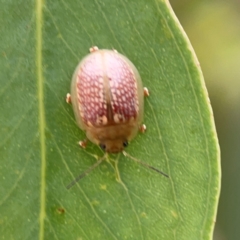 Paropsisterna decolorata at Mount Ainslie to Black Mountain - 2 Jan 2024