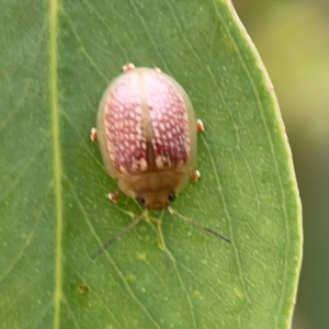 Paropsisterna decolorata at Mount Ainslie to Black Mountain - 2 Jan 2024