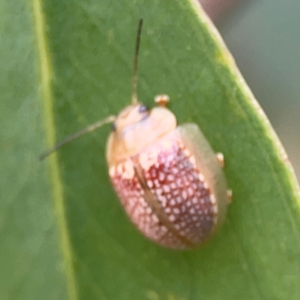 Paropsisterna decolorata at Mount Ainslie to Black Mountain - 2 Jan 2024 07:12 PM