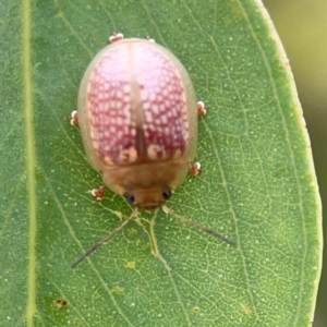 Paropsisterna decolorata at Mount Ainslie to Black Mountain - 2 Jan 2024 07:12 PM