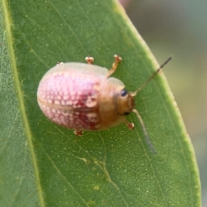 Paropsisterna decolorata at Mount Ainslie to Black Mountain - 2 Jan 2024 07:12 PM