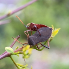 Amorbus sp. (genus) (Eucalyptus Tip bug) at Mount Ainslie to Black Mountain - 2 Jan 2024 by Hejor1