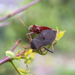 Amorbus sp. (genus) at Mount Ainslie to Black Mountain - 2 Jan 2024