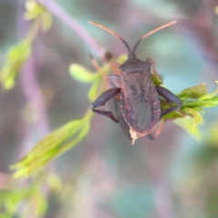 Amorbus sp. (genus) at Mount Ainslie to Black Mountain - 2 Jan 2024