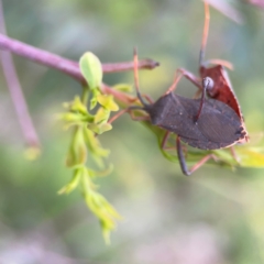 Amorbus sp. (genus) at Mount Ainslie to Black Mountain - 2 Jan 2024 07:14 PM