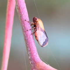 Chaetophyes compacta (Tube spittlebug) at Parkes, ACT - 2 Jan 2024 by Hejor1