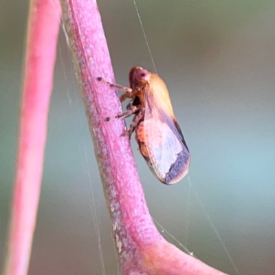Chaetophyes compacta (Tube spittlebug) at Commonwealth & Kings Parks - 2 Jan 2024 by Hejor1