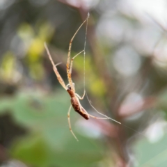 Tetragnatha sp. (genus) (Long-jawed spider) at Parkes, ACT - 2 Jan 2024 by Hejor1