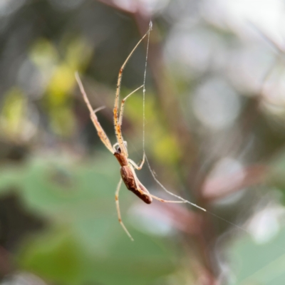 Tetragnatha sp. (genus) (Long-jawed spider) at Parkes, ACT - 2 Jan 2024 by Hejor1