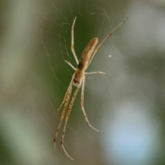 Tetragnatha sp. (genus) at Mount Ainslie to Black Mountain - 2 Jan 2024 07:15 PM