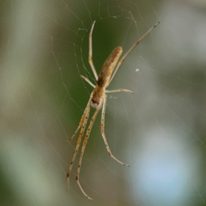 Tetragnatha sp. (genus) at Mount Ainslie to Black Mountain - 2 Jan 2024