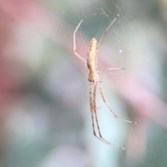 Tetragnatha sp. (genus) at Mount Ainslie to Black Mountain - 2 Jan 2024 07:15 PM