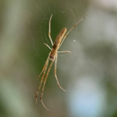 Tetragnatha sp. (genus) at Mount Ainslie to Black Mountain - 2 Jan 2024