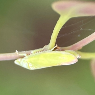Reuplemmeles hobartensis (An Iassinae leafhopper) at Parkes, ACT - 2 Jan 2024 by Hejor1