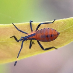 Amorbus sp. (genus) (Eucalyptus Tip bug) at Parkes, ACT - 2 Jan 2024 by Hejor1