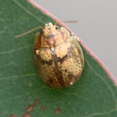 Paropsis charybdis (Eucalyptus leaf beetle) at Mount Ainslie to Black Mountain - 2 Jan 2024 by Hejor1