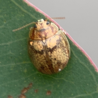 Paropsis charybdis (Eucalyptus leaf beetle) at Parkes, ACT - 2 Jan 2024 by Hejor1