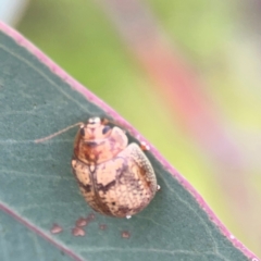 Paropsis charybdis at Mount Ainslie to Black Mountain - 2 Jan 2024 07:17 PM