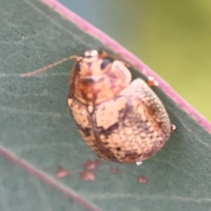 Paropsis charybdis at Mount Ainslie to Black Mountain - 2 Jan 2024 07:17 PM