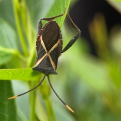 Mictis profana (Crusader Bug) at Mount Ainslie to Black Mountain - 2 Jan 2024 by Hejor1