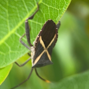 Mictis profana at Mount Ainslie to Black Mountain - 2 Jan 2024