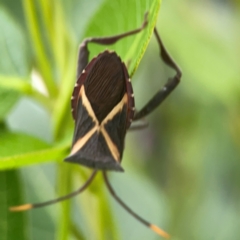 Mictis profana at Mount Ainslie to Black Mountain - 2 Jan 2024