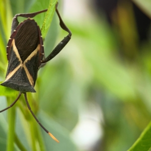 Mictis profana at Mount Ainslie to Black Mountain - 2 Jan 2024