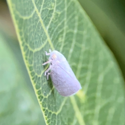 Anzora unicolor (Grey Planthopper) at Parkes, ACT - 2 Jan 2024 by Hejor1