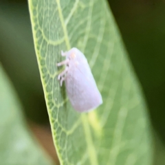 Anzora unicolor at Mount Ainslie to Black Mountain - 2 Jan 2024